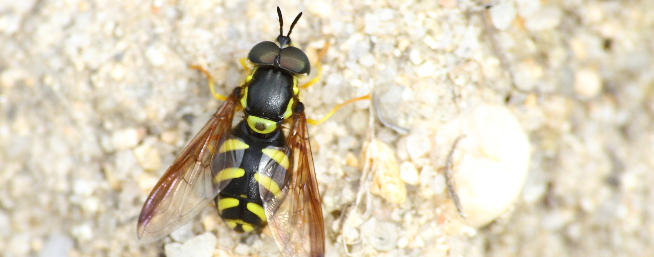 Chrysotoxum intermedium (© Albano Soares)